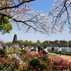 浮間公園の桜とチューリップ
