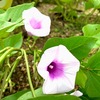 わが家の家庭菜園で、サツマイモ花の発見！サツマイモの花、初めて見ました～