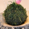 7月12日！ 手作り『コケ玉』販売中〜♪