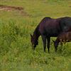 【パイロ】種牡馬の特徴 基本は短距離中心だが牡馬は配合次第で中長距離も！(2023,9,1更新)