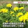 上天草市　皇帝ヒマワリが見ごろ