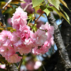 浜離宮恩賜庭園にて八重桜を撮影・前編。(2026年4月11日)