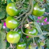  プチトマト in 家庭菜園 (ただの鉢植えとも云う)  Ver.4