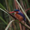 カンムリカワセミ(Malachite Kingfisher)