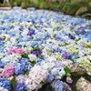 【茨城県・桜川市】水中華で話題　SNS映えする『雨引観音』のあじさい祭