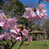 公園の花見はお早めに