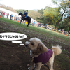 砧公園の動物フェスティバル