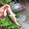 雨上がりの流れ込みをランガン