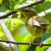 日本　文殊山の不明な鳥