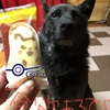 甲斐犬、トリミング疑惑の巻〜疑ｲﾊ晴ﾗｼﾃﾔﾙｯm9(*ﾟдﾟ*)