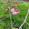 さくら！さくら！　　　　　　　　　　　犬連れ散歩〜滋賀県甲賀市鮎河の桜