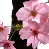 わくわくが止まらないピンクロード：四条通の陽光桜が満開🌸