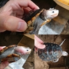 Reptiles ガレージセール 出品生体ご紹介　その２１