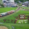 恵那市『田んぼdeアート』2024年のテーマは「白山比咩神社の鳥居としめ縄」