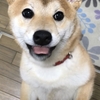 柴犬あきとの生活　159