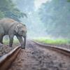 野性のインド象を鉄道事故から守れ。AI画像判別を利用したインド象軌道内侵入警告システム