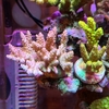 ミクラクラドスspを薬浴させてみた