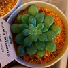 🌵多肉植物   根がはみ出たピーチガール 他🌵