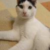 双極性障害と麻呂様3歳