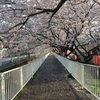 🌸桜並木と赤提灯🏮