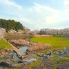 反町の森公園の桜～つくば市とその周辺の風景写真案内（１３６８） 