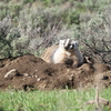 Badger Cub