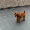 看板犬リアンちゃんの初トリミング