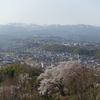 見晴らし台「卯辰山公園」の桜