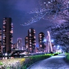 新川公園の桜並木とタワーマンション