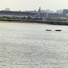 浜甲子園|潮が引いたとき海底から現れる謎の遺跡？！初代阪神パークの忘れ物？