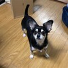 まろにー1534日目