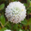 センニチコウの花、そしてベニシジミ