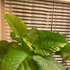 きなこ、ワンチャンスにかける