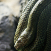 アオダイショウ Elaphe climacophora 