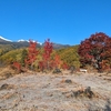 乗鞍高原の紅葉