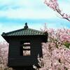 【信州・高遠城址】「天下第一の桜」の下に眠る武田流空堀と歴史の見どころ徹底解説