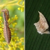 皇居にヒナカマキリの季節到来