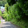 ✿亀ケ谷坂切通　北鎌倉の涼しい風が流れる道です🎐