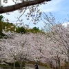 満開の桜の下で