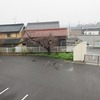 学校の様子　雨に濡れる桜