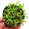 （水草）ニューオランダプラント（水上葉）　鉢植え（無農薬）（3鉢）　北海道航空便要保温