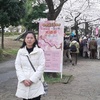 町田市尾根緑道桜祭り