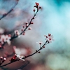 春の和菓子桜餅！　「どうして桜の葉に包まれているの？」