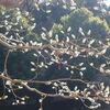 タムシバの花芽