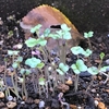 蒔いた種から元気をいただく🌱
