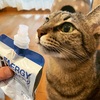 【新年早々やらかした話】猫に心配されるアラフィフ女の姿