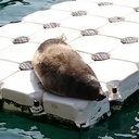 なみのおと。(受験終了まで休止中)