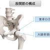 股関節の構成と運動・関節可動域
