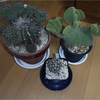 天狼 Pediocactus sileri 胴切り&接ぎ木