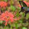 ✿彼岸花とカラスアゲハ🦋